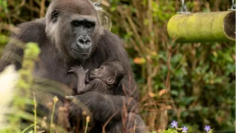 PA Media Baby gorilla Bristol Zoo