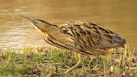 London Wetland Centre Bittern