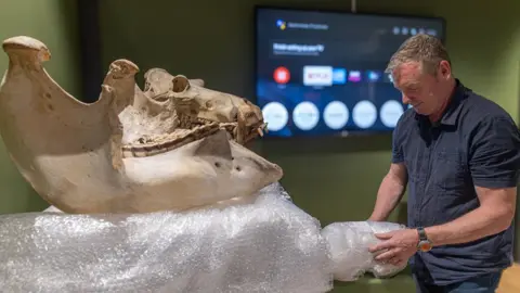 Chris George A man unwrapping on of the bone specimens