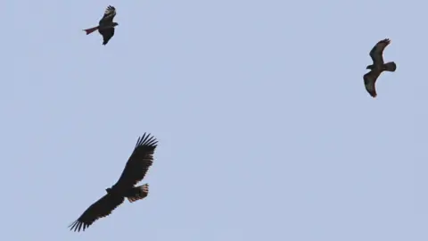 Forestry England Birds flying