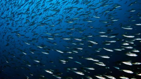 Nuno Vasco Rodrigues Shoal of fish