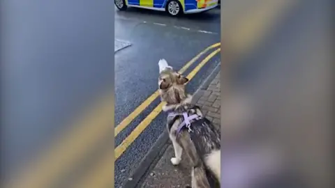 Husky howling at police siren