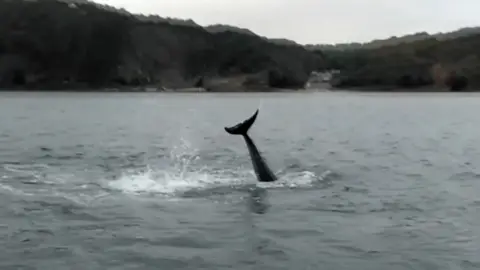 Max Richards Dolphins near boats of Tenby Sailing Club