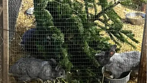 Little Haven Farm Little Haven Farm