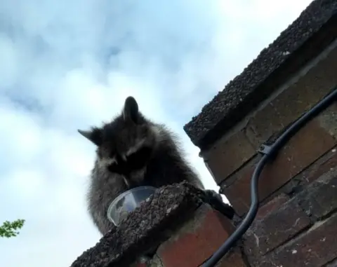 RSPCA RACOON