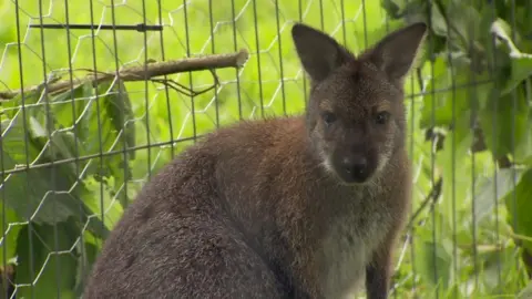 Winnie the wallaby