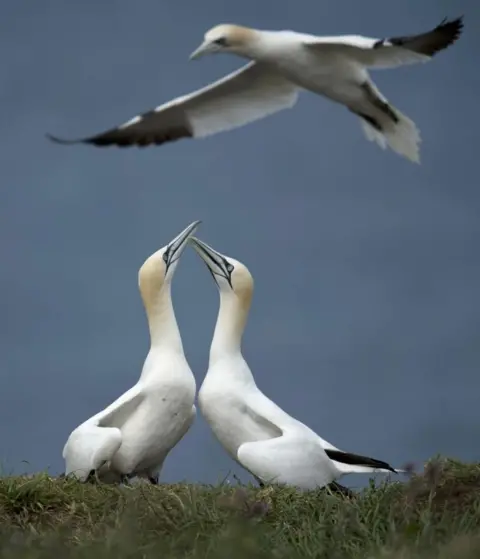 Getty Images Gannets at Bempton, East Yorkshire