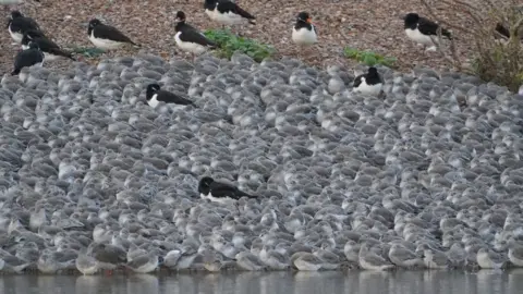 Shaun Whitmore/BBC Birds at the RSPB in Snettisham, Norfolk