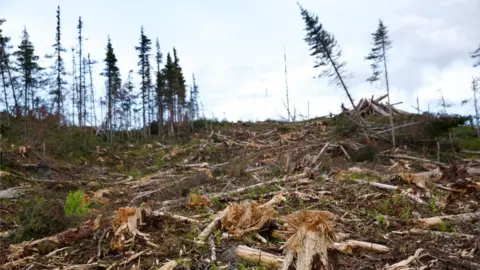 Felled trees in British Columbia