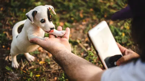 Getty Images A tiny puppy being photographed