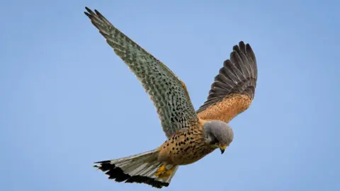 Phil Groves A kestrel soars mid-air in a bright blue sky. The kestrel has a grey head and tail and a burnt-orange body and wings with speckled black spots. Its eyes are black and beady.