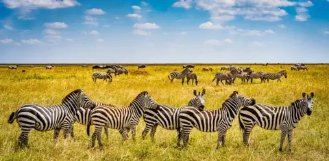 Simon Maniora A group of zebras stand together in a line