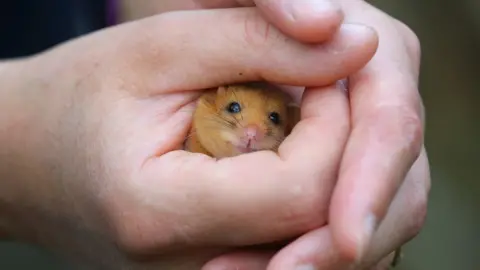 Chester Zoo Mouse