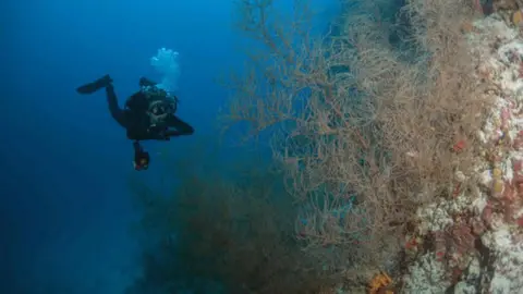 Andrey Nekrasov/PA scuba diving