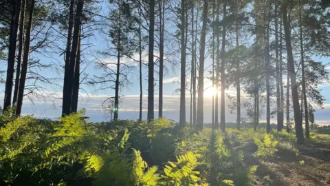 BeaW4 The sun shines through tall fir tress in this shot with ferns spread around the base of the woodland floor