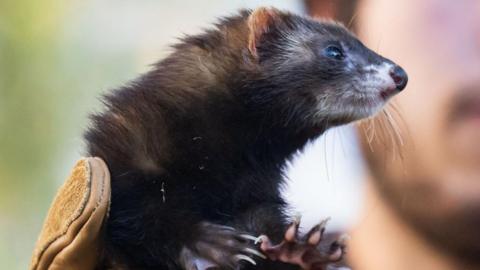 The image shows a close-up of a small, dark-furred animal being gently held by a person wearing a tan glove. The animal has a pointed snout, prominent whiskers, and sharp claws visible on its front paws. Its fur is mostly black with some lighter patches, and its bright eyes are focused intently to the side. The background is softly blurred, emphasizing the animal as the main subject.