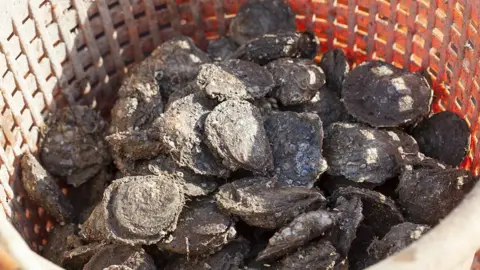 Colin Tennant Loch Ryan oysters