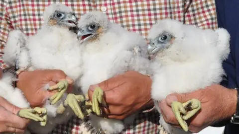 BBC Peregrine falcon chicks