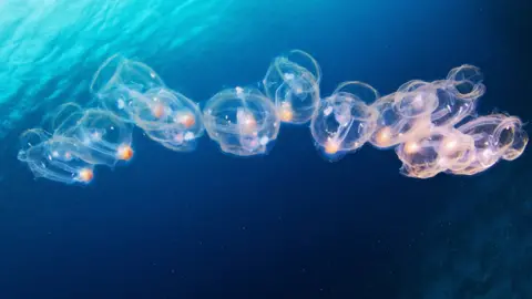 Getty Images Salps