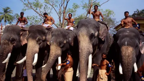 Getty Images Five male elephants with their keepers