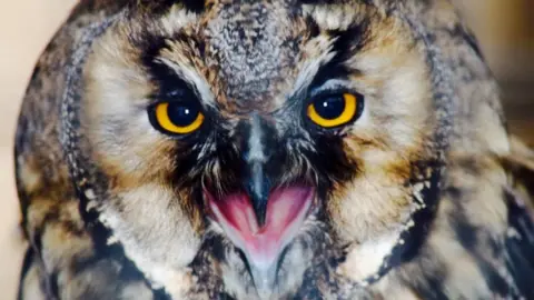 Becca Collacott An owl