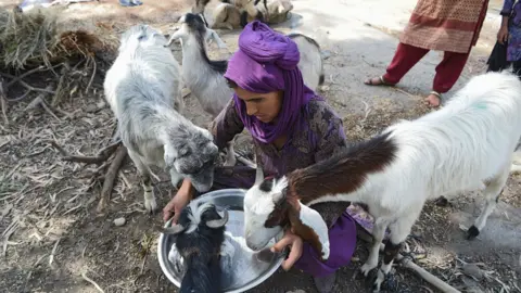 Getty Images A Kashmiri Muslim Bakarwal nomad giving water to livestock at a temporary camp near Udhampur, some 72km north of Jammu in northern India