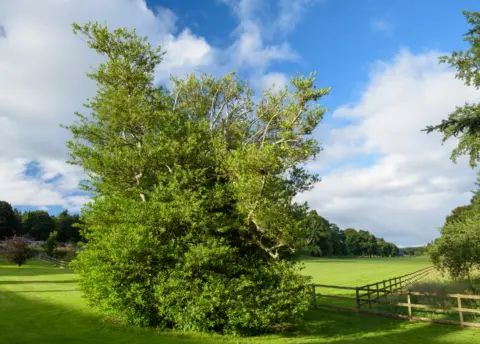 Niall Benvie The Old Holly Bush, Castle Fraser