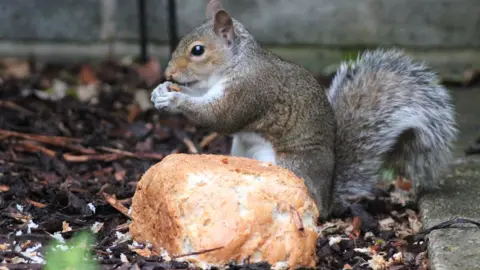 Helen Stephens Grey squirrel eating bread put out on the ground
