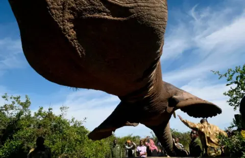 AFP Kenya Wildlife Service lift a tranquillized elephant bull into an truck at the Lamuria, Nyeri county, on February 21, 2018 during the transfer of elephants from Solio, Sangare and Lewa to northern part of Tsavo East National Park in Ithumba.