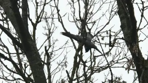 RSPCA Falcon stuck in a tree