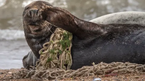 Rosie Barrett Seal with netting on body