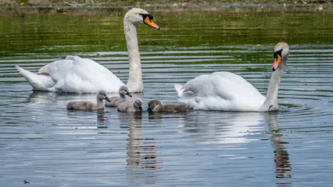 Anthony Morris Swan family at Port Meadow, Oxford