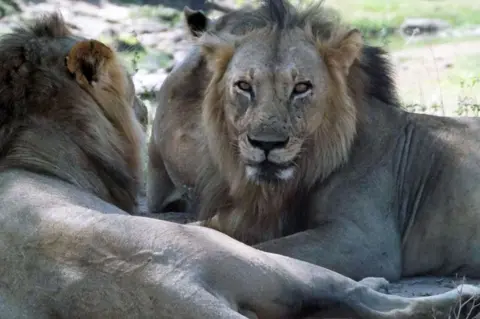 Fenrick Msigwa A male lion