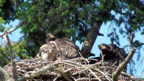 Lynda Robson / Hancock Wildlife Foundation Bald eagle nest with red-tailed hawk