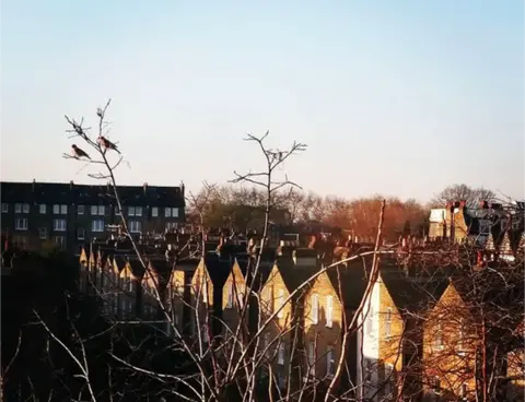 Georgie Smibert Birds in Battersea