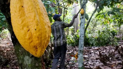 Reuters Cocoa farming in the Ivory Coast