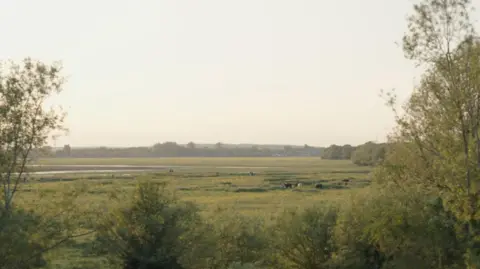 Issabella Orlando A view of Port Meadow on a clear day. Some cattle can be seen grazing in the distance.