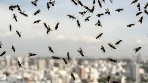 A close-up of flying ants