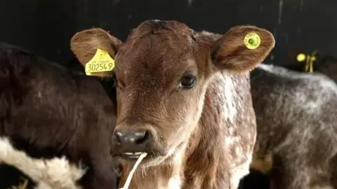 Stuart Howells/BBC Brown cattle at the Suffolk Show. The cow nearest the camera is eating a piece of grass or hay. It has a yellow tag in each ear. Other cows can be seen behind it.