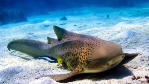 Shutterstock Zebra shark