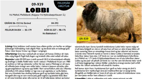 Southram/Halla Eyglo Sveinsdottir Icelandic stud ram, 2018