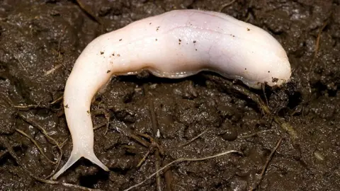 National Museum Wales Ghost slug