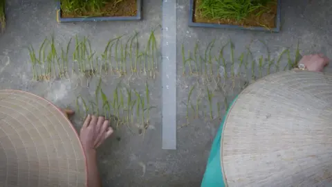 BBC Scientists comparing the 15 day old treated and untreated rice seedlings