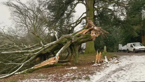 National Trust Tree fallen down