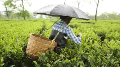 Roanna Rahman/ Oxfam India Woman working in a tea plantation