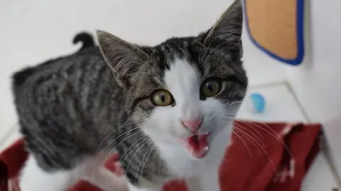 Blue Cross Bobby the cat