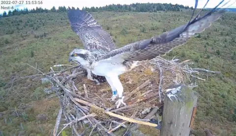 Forestry England/PA Wire Osprey chick