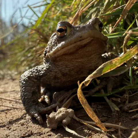 SHARON CLARK A toad looking directly at the camera. It is on a sandy riverbank. It has a green strand of grass in front of it. The toad is brown. It has dark eyes.