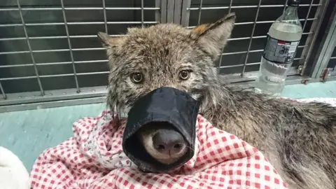 EUPA A grey wolf stares straight into the camera with a muzzle on its snout, lying on the floor of a vet's office