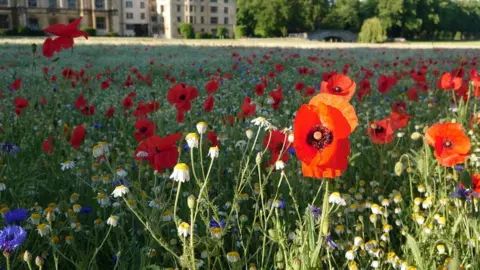 Steve Coghill Wildflower meadow at King's College, Cambridge